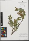 Foto von Salix L.